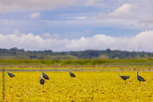 Birds in the lake field in the morning.