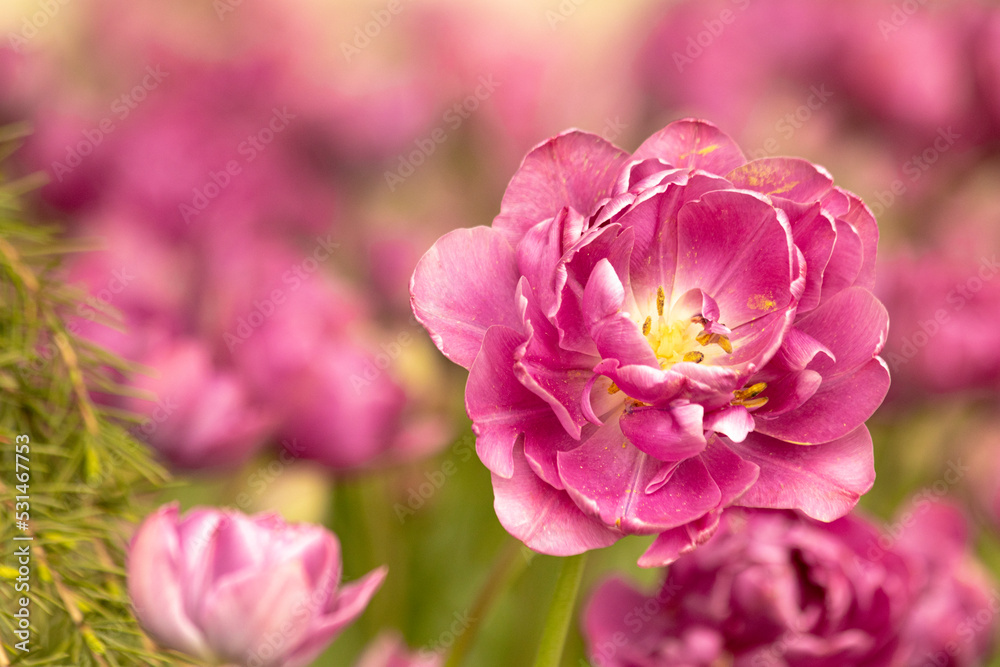 tulips , spring-blooming and the flowers are usually large , so beautiful in garden tulips , spring-blooming and the flowers are usually large , so beautiful in garden
