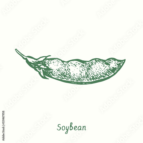 Soybean plant (Glycine max), closed pod.  Ink black and white doodle drawing in woodcut style