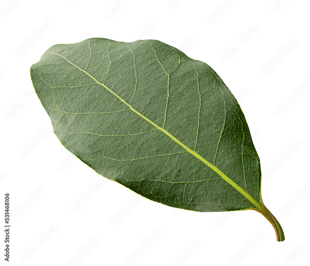 Obraz premium Fresh bay green leaf