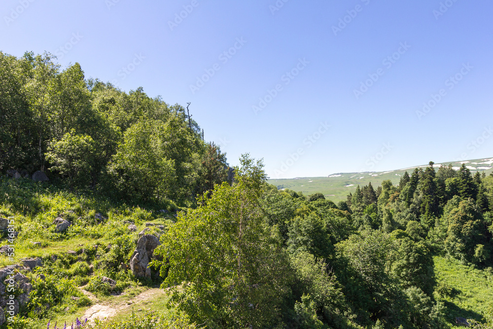 summer mood, natural mountain park, flowering plants in the bosom of nature on a sunny day.