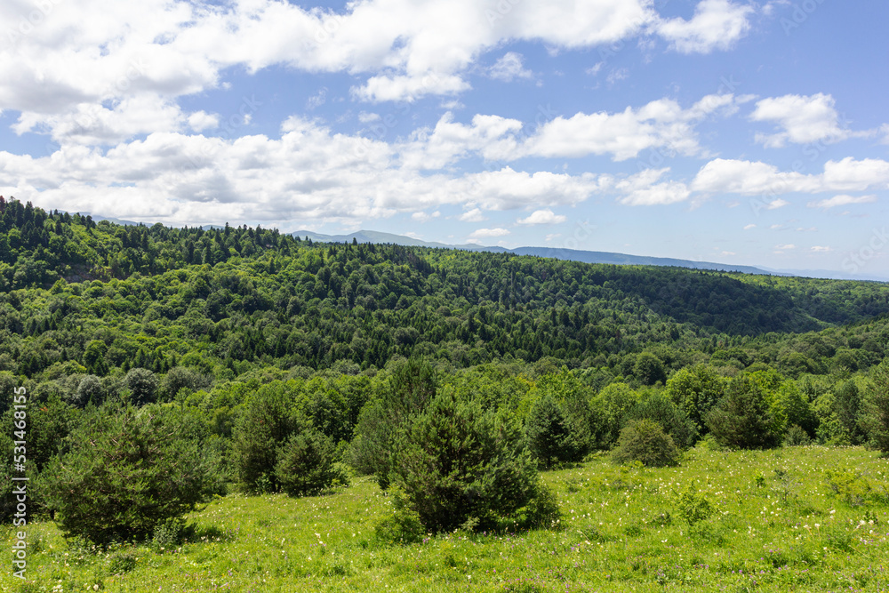 summer mood, natural mountain park, flowering plants in the bosom of nature on a sunny day.