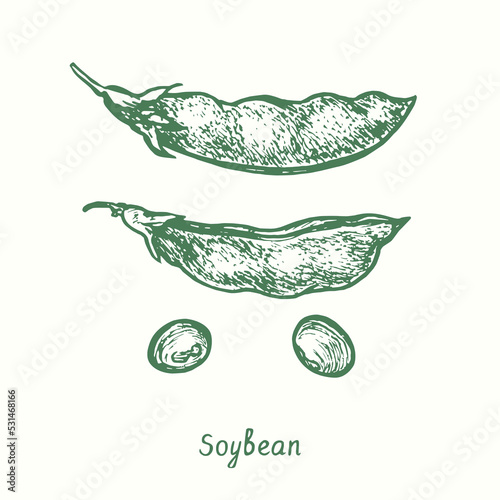 Soybean (Glycine max), closed and opened pod, grains.  Ink black and white doodle drawing in woodcut style