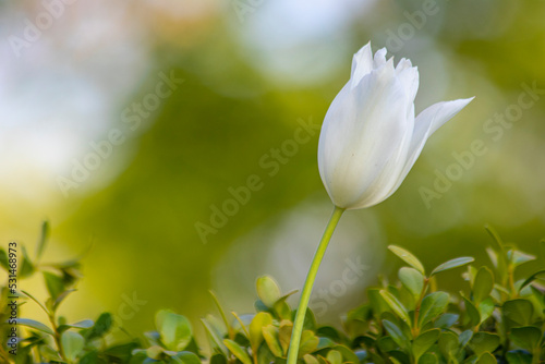 white tulips , spring-blooming and the flowers are usually large , so beautiful in garden