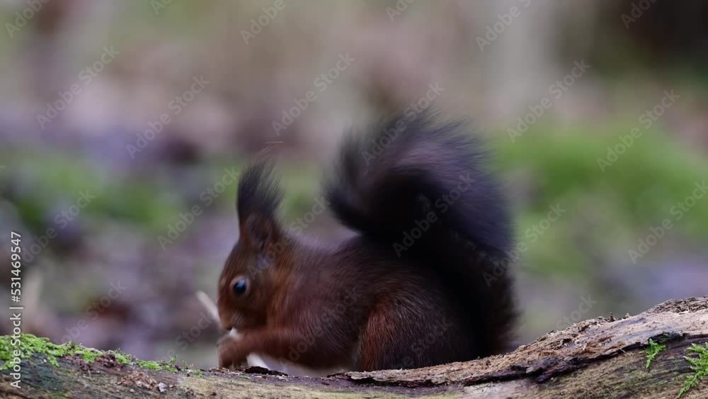 Red squirrel sitting on dead wood eating sunflower seeds, european red squirrel, winter, north rhine westphalia (sciurus vulgaris), germany Red squirrel sitting on dead wood eating sunflower seeds, european red squirrel, winter, north rhine westphalia (sciurus vulgaris), germany