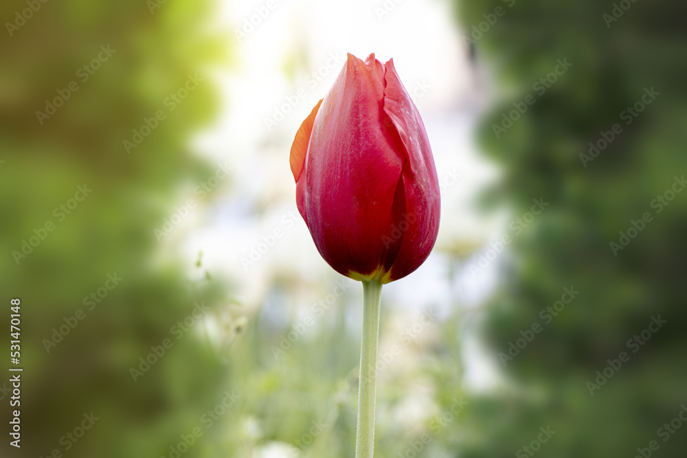 red tulips , spring-blooming and the flowers are usually large , so beautiful in garden red tulips , spring-blooming and the flowers are usually large , so beautiful in garden