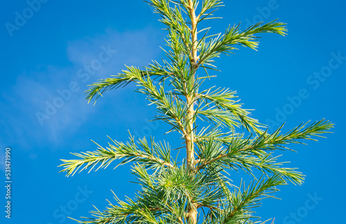 Branches with green-blue needles of a Lebanese cedar (Cedrus libani) tree
