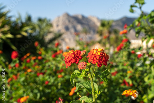 Lantana camara flowers in front of mountains