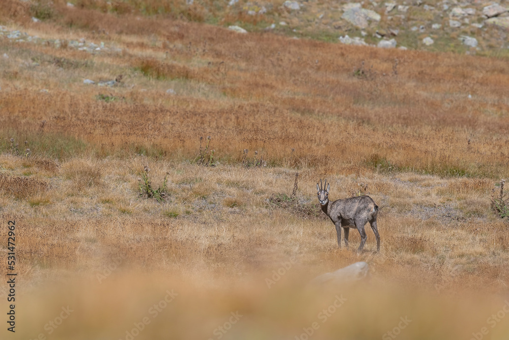 Chamois in the Alpine prairies looking at camera (Rupicapra rupicapra) Chamois in the Alpine prairies looking at camera (Rupicapra rupicapra)