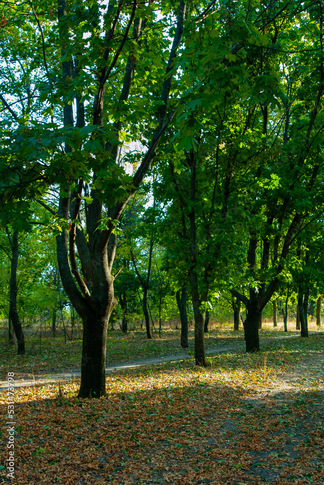 Naklejka premium trees in the forest 