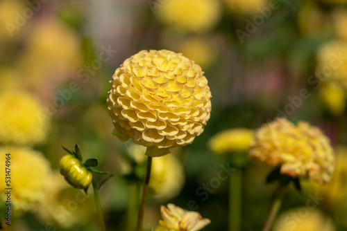 Foto Stunning pompom dahlia flowers by the name Hollywood Twillight or Jon's Twilligh