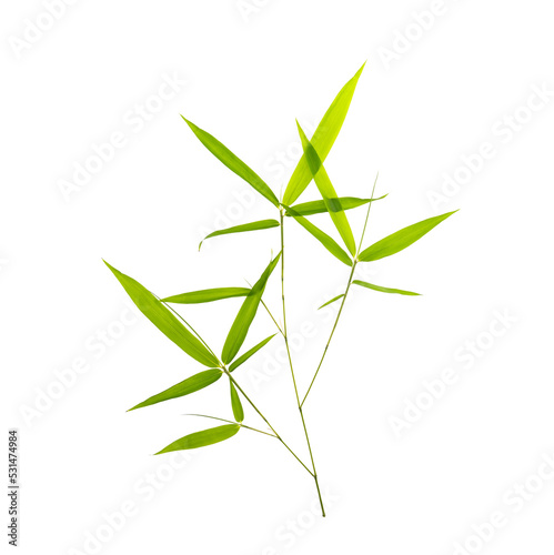 green bamboo leaves isolated on white background