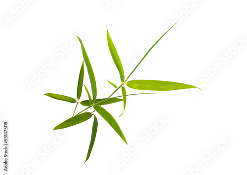 green bamboo leaves isolated on white background © xiaoliangge