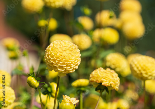 Quadro su tela Stunning pompom dahlia flowers by the name Hollywood Twillight or Jon's Twilligh