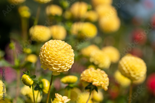 Foto Stunning pompom dahlia flowers by the name Hollywood Twillight or Jon's Twilligh