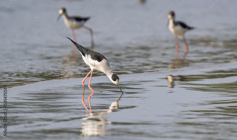 Fototapeta premium Black-Winged Stilt in Shallow Water (Himantopus himantopus) Wader Bird Stilt