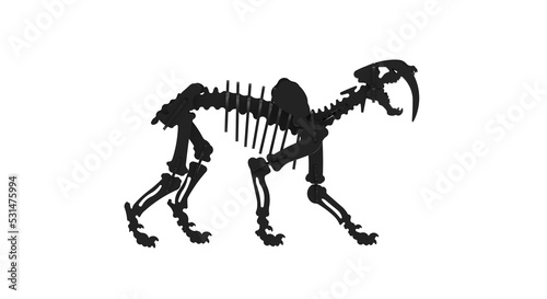 3D rendering of a Smilodon skeleton or saber toothed tiger a genus of large carnivores from the family Felidae  which became extinct at the end of the Pleistocene. Silhouette render.