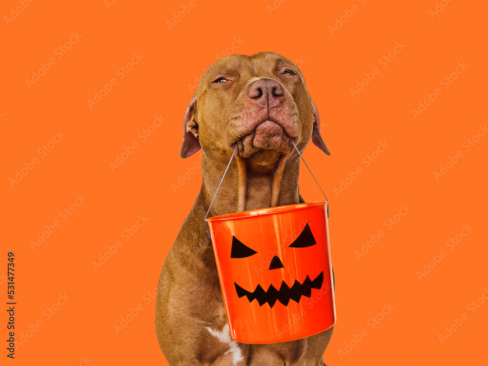 Happy Halloween. Lovable, pretty brown puppy. Close-up, indoors. Studio shot. Congratulations for family, relatives, loved ones, friends and colleagues. Pet care concept