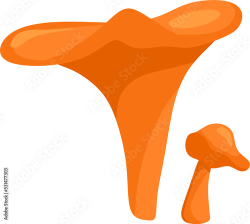 Chanterelle mushrooms.. Vector cartoon illustration.