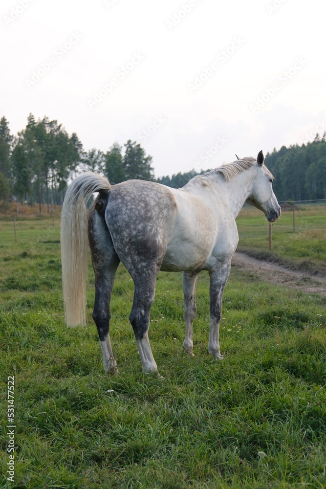 Horse in courtyard during the sunrise in Stockholm Sweden. High quality photo Horse in courtyard during the sunrise in Stockholm Sweden. High quality photo