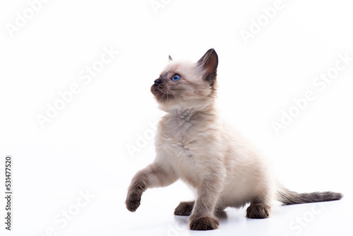 Cute playful Siamese kitten getting ready to jump. Cat activities. Isolated on white background