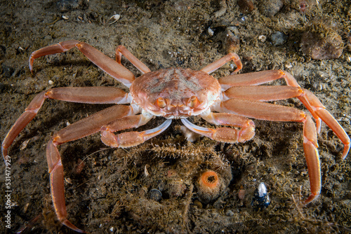 Snow Crab underwater in the St. Lawrence River in canada