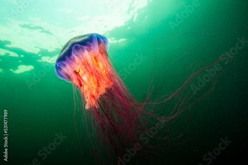 Lion's Mane jellyfish drifting underwater in the gulf of st.Lawrence photo