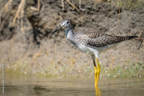 Greater yellowlegs wading in shallow waters along the St.Lawrence River.