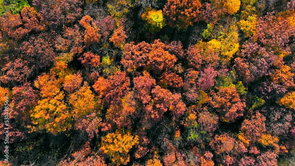 Aerial view on top amazingly beautiful autumn colors,forests,trees, aerial drone flyover view. Aerial view on top amazingly beautiful autumn colors,forests,trees, aerial drone flyover view.
