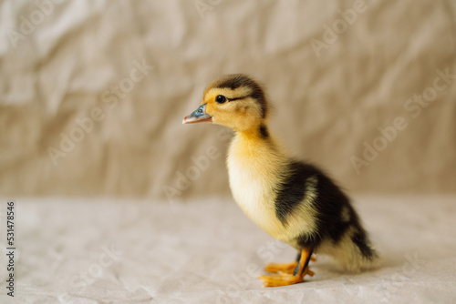 Young yellow duckling on a neutral background. Cute little duck