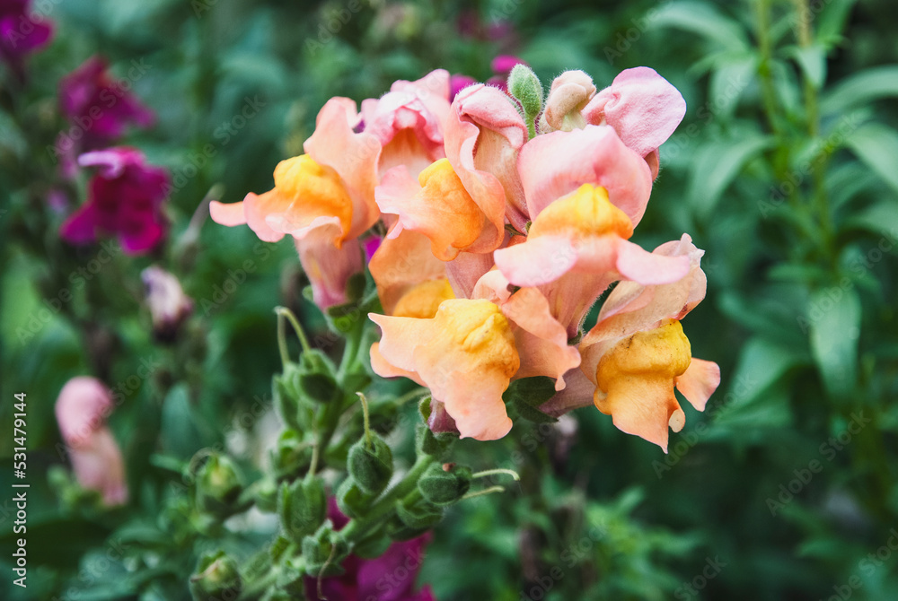 Snapdragon Antirrhinum majus flowers in the garden closeup Snapdragon Antirrhinum majus flowers in the garden closeup