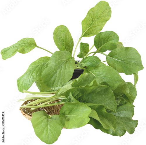 Home plant Chinese Cabbage-PAI TSAI or Brassica chinensis Jusl var parachinensis (Bailey) on bamboo tray photo