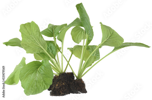 Home plant Chinese Cabbage-PAI TSAI or Brassica chinensis Jusl var parachinensis (Bailey) with root  photo