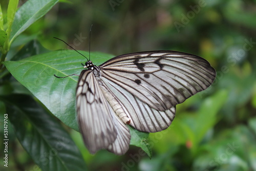 Rice Paper Butterfly 3