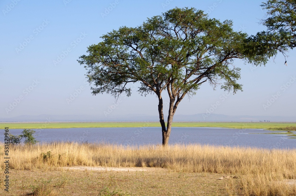 Landscape in the Katavi park in Tanzania, East Africa