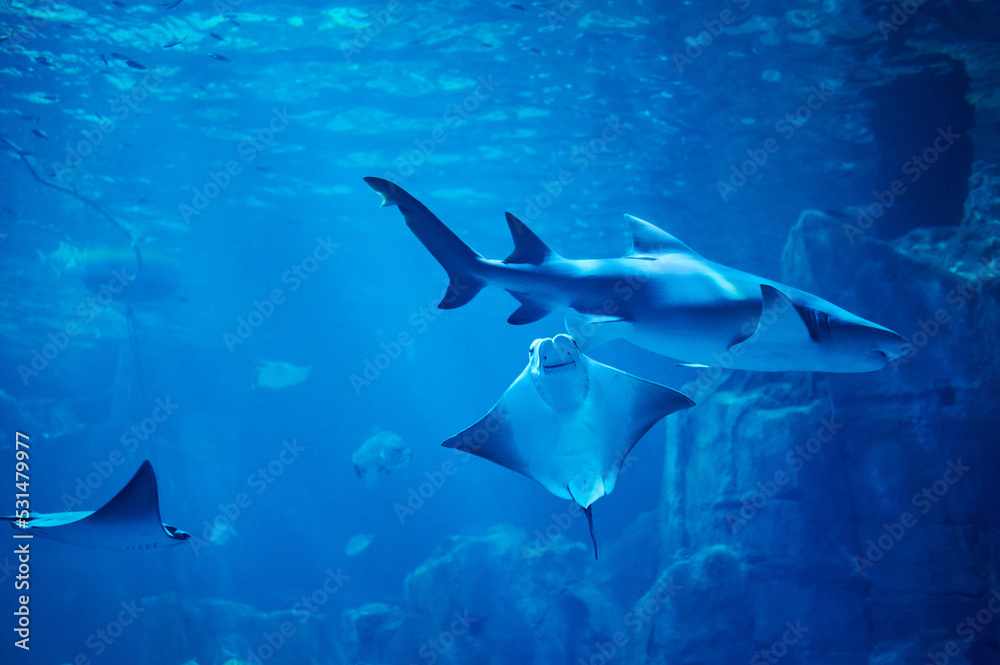 Obraz premium Shark and stingray swim in blue deep sea water