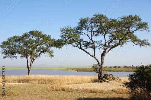 Landscape in the Katavi park in Tanzania  East Africa