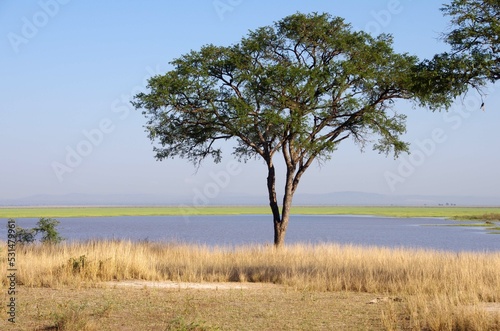 Landscape in the Katavi park in Tanzania, East Africa photo