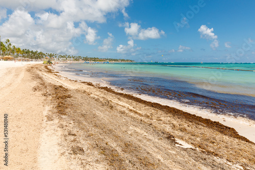 Fototapeta Naklejka Na Ścianę i Meble -  Beach full of sargassum algae. Sargassum seaweeds Caribbean ecological problem.