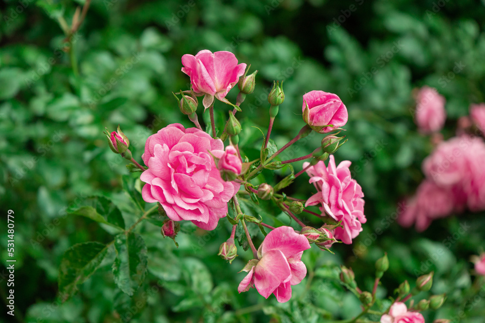 A beautiful photo for wallpaper or a postcard with fluffy branches of a pink rose bush from the park.