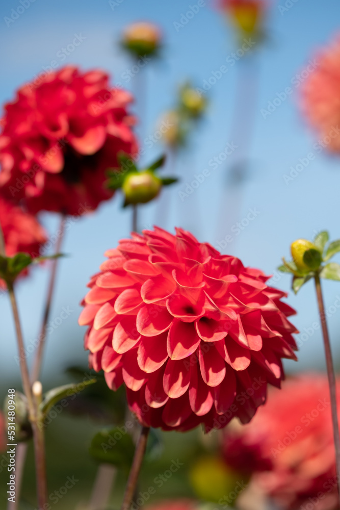 Stunning dark pink dahlia flowers by the name Polventon Kristobel, photographed with a macro lens on a sunny day in early autumn at Wisley, near Woking in Surrey UK Stunning dark pink dahlia flowers by the name Polventon Kristobel, photographed with a macro lens on a sunny day in early autumn at Wisley, near Woking in Surrey UK