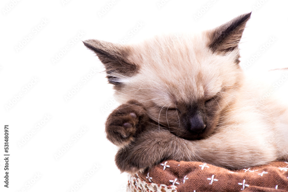 A cute little Siamese kitten sleeps sweetly in a wicker basket. The concept of comfort and a gift for a child. Photo for advertising a pet store or a veterinary clinic.