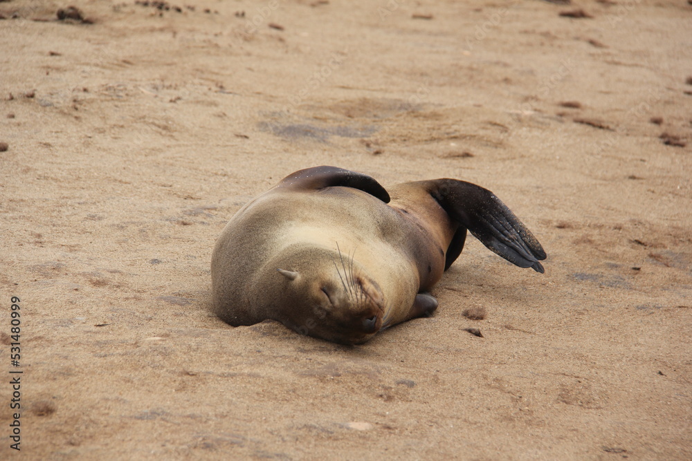 Fototapeta premium Happy seal