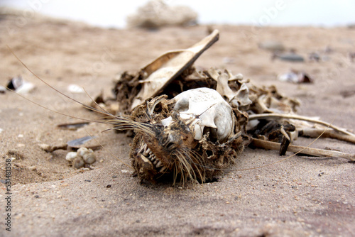 Canvas Print Dead Furseal