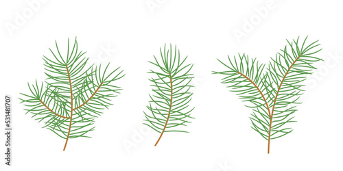 Set of pine branches. Template for winter Christmas design. Isolated vector illustration