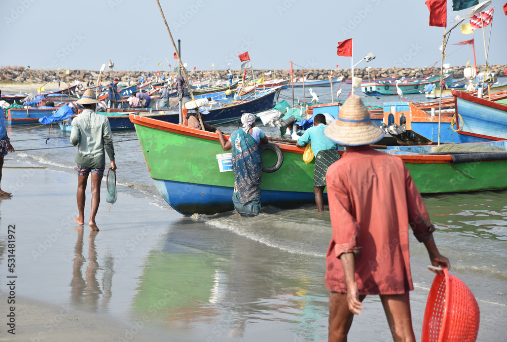 Retour de la pêche à Cochin. Inde du Sud