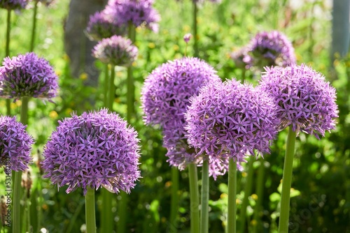 Flowers of gint onions (Allium giganteum) photo