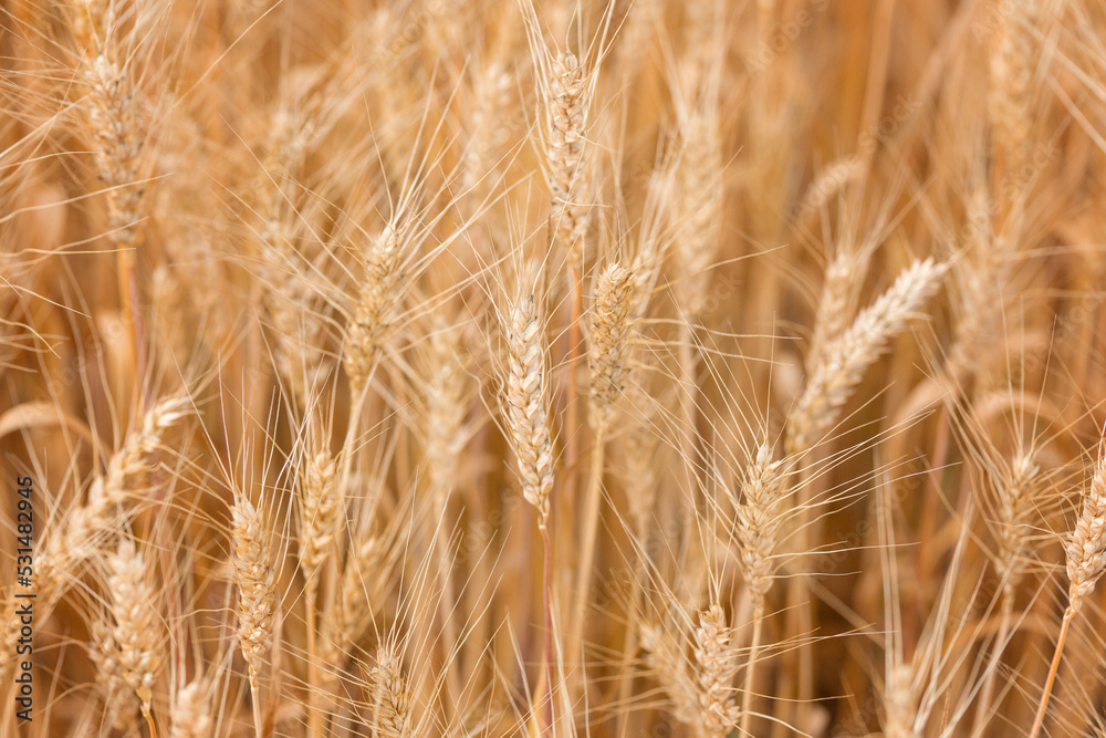 Yellow agriculture field with ripe wheat and blue sky with clouds over it. Field with a harvest. Background of ripening ears of wheat field and sunlight. Selective focus. Field landscape. Yellow agriculture field with ripe wheat and blue sky with clouds over it. Field with a harvest. Background of ripening ears of wheat field and sunlight. Selective focus. Field landscape.