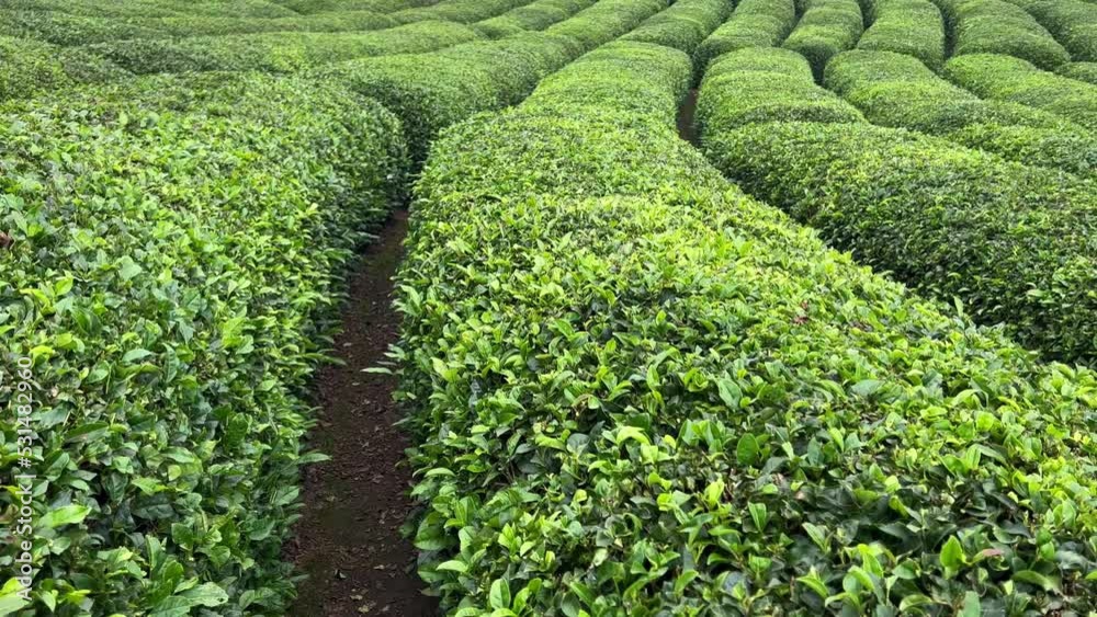 perspective view of rows of green Turkish black tea plantations ready for harvest cultivated on a mountain terrace field in the Cayeli area Rize province perspective view of rows of green Turkish black tea plantations ready for harvest cultivated on a mountain terrace field in the Cayeli area Rize province