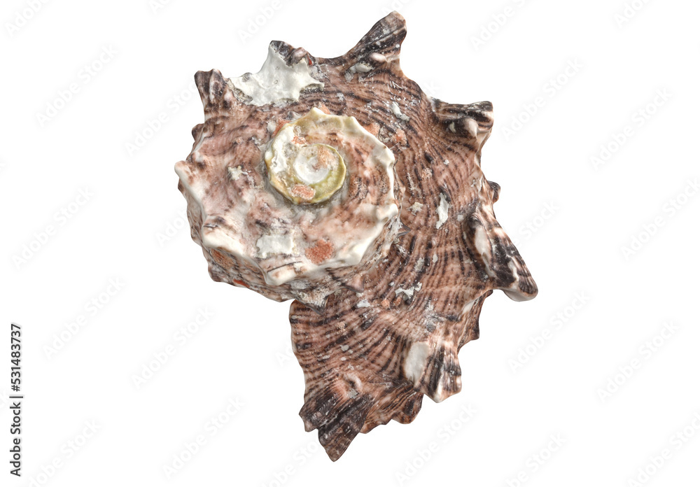 Sea Shells Sea Shells